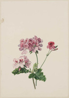 TvB T 310
          <br/>
          Geranium
          <br/>
          <em>Knip, Henriëtte Geertruida (1783-1842)</em>